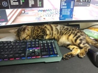 이카루스 인벤 : 요즘 게임하기 많이 힘듬 방해꾼 =_=;; - 이카루스 인벤 자유 게시판