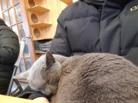 전에 고양이 카페 갔을때 | 오버워치 인벤