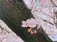 메이플스토리 인벤 : 벚꽃 이쁘다 - 메이플스토리 인벤 자유게시판