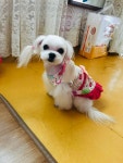 강아지 키워라 우리 댕댕이같은 ㅎ | 오버워치 인벤