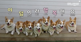 식빵견 웰시코기의 소름돋는 진실 | 웹진 인벤