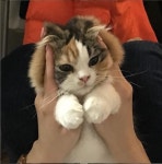 패스 오브 엑자일 인벤 : 선생님들 상점 질문있습니다. - 패스 오브 엑자일 인벤 자유 게시판