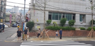 리그오브레전드 인벤 : 어제 건널목에 가로수 박혔다고 했잖아 - LoL/e스포츠 이야기 게시판