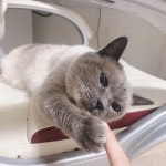 우리집 댕냥이 사람 뻑가게 만드는 눈빛 | 오버워치 인벤
