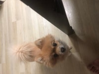 피파 온라인4 인벤 : 우리집 강아지는 이쁜강아지~ - 피파 온라인4 인벤 자유게시판