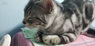 돈방석.jpg | 오버워치 인벤