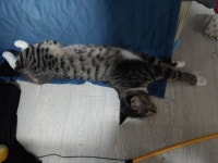 로스트아크 인벤 : 우리집 냥냥이 참 잘잔당 - 로스트아크 인벤 자유 게시판