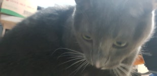 돼냥이 | 오버워치 인벤