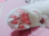 저녁으로 젤리드세요 | 메이플 인벤