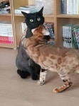 그 훈장 복귀했으면 좋겠다 | 메이플 인벤
