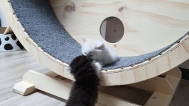 오늘 동물병원가서 엄청난 사실을 알아버림;; | 검은사막 인벤