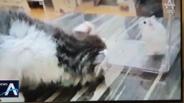 갑수목장 결국 일터졌네 | 메이플 인벤