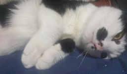 잡솔) 갑수목장사건? 이제알았다.. | 피파4 인벤 잡솔)  갑수목장사건? 이제알았다.. | 피파4 인벤