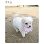 꽃개 | 메이플 인벤