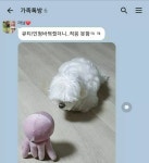 댕댕이들 이러는거 신기하면서 귀엽더라 | 오버워치 인벤