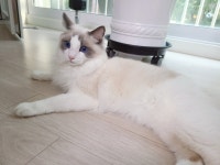 비닐포장 냥이 | 메이플 인벤