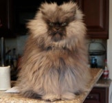 colonel-meow Posts