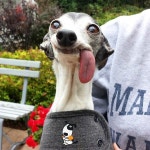 pets Posts