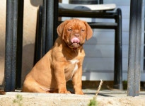  WHAT BREED AND HOW MANY DOGS[POOCHES!!]? - Page 7