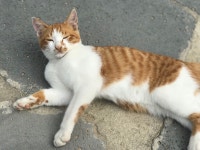 구독 6명돌파 기념 치즈 아깽이시절 특집전 (사진)...더보기