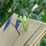 #농대일기 밭에서 만난 애기애기한 애기(사진)...더보기