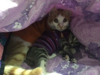 #석이일기 1~3) 석이가 율이 노는걸 지켜(사진)...더보기