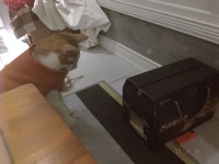 #석이일기 1~3) 석이가 율이 노는걸 지켜(사진)...더보기