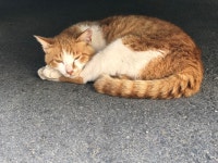 난 잔다냥 건들지 말라냥 치즈 #까망베르치(사진)...더보기