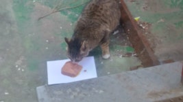 참.. 어미랑 형제 다 죽고 혼자 다니는 걸(사진)...더보기