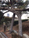 연리지 소나무 입니다~! 두개의 소나무가 하(사진)...더보기