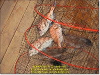 6월10일(월)  노지 조황사진입니다 : 낚시사랑