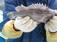 안흥 우럭낚시 10월 6일 토요일 조황입니다. 대성호 조황정보  [충남 - 태안군] - 낚시배닷컴