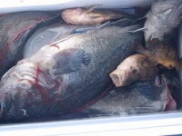 안흥 우럭낚시 9월9일 대성호 조황사진입니다. 대성호 조황정보  [충남 - 태안군] - 낚시배닷컴