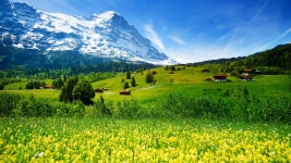 Switzerland Wallpaper, Nature / Meadows: Switzerland, mountains, meadows, wildflowers