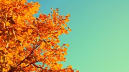 Tree Wallpaper, Nature / Forest: Tree, sky, autumn, yellow, leaves
