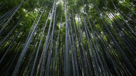 Forest Wallpaper, Nature / Recent: Forest, trees, green, bamboo
