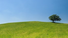 Meadows Wallpaper, Nature / Meadows: Meadows, trees, sky
