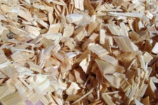 Eucalyptus Wood Chips for Paper Pulp | tradekorea