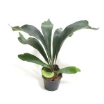 Ecofriendly Mini Platycerium bifurcatum 3 Pot | tradekorea Ecofriendly Mini Platycerium bifurcatum 3