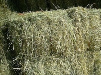 Rhodes Grass | tradekorea