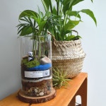 텐바이텐 10X10 : [텐텐클래스] (강동) 책상 위 작은 정원 테라리움 원데이클래스