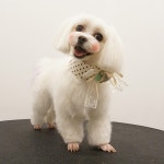 텐바이텐 10X10 : [텐텐클래스] (강남) 알아두면 꿀팁, 반려견 위생미용 원데이클래스