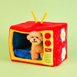 텐바이텐 10X10 : [위글위글] 펫 해피 쿠션 - 라이징스타