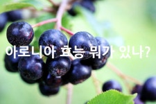 아로니아 효능 뭐가 있나? - 위즐