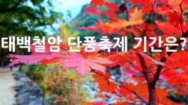 태백 철암 단풍축제 기간은? - 위즐