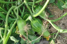 호박키우기 호박넝쿨 유인 방법 - 위즐