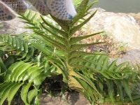 풀베개 : 인터넷식물도감 - 도깨비쇠고비