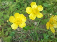 풀베개 : 인터넷식물도감 - 미나리아재비