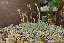 풀베개 : 인터넷식물도감 - 화태떡쑥