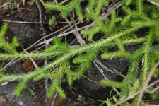 풀베개 : 인터넷식물도감 - 석송